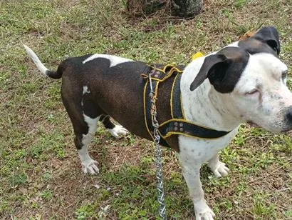 Cachorro raça Pit-Bull idade 6 ou mais anos nome Kink