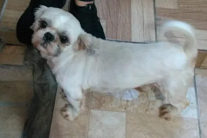 Cachorro raça Shitzu idade 6 ou mais anos nome Lincoln 