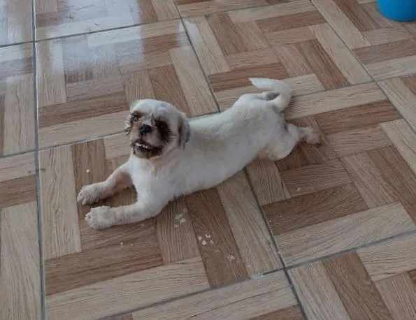 Cachorro raça Shitzu idade 6 ou mais anos nome Lincoln 