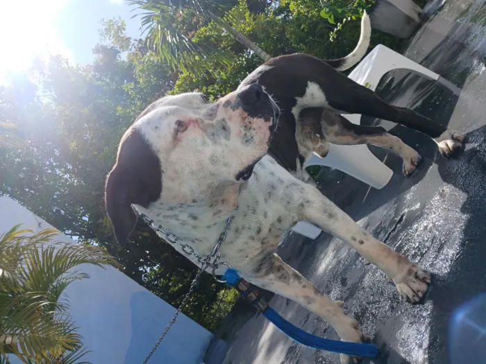 Cachorro raça Pit-Bull idade 6 ou mais anos nome Kink