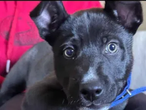 Cachorro raça Pitbull com labrador  idade 2 a 6 meses nome Bolt