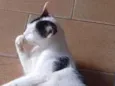 Matilda e filhotes 