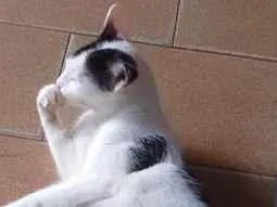 Gato raça SRD-ViraLata idade 2 anos nome Matilda e filhotes 