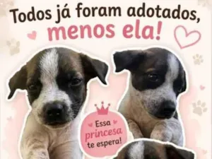 Cachorro raça SRD-ViraLata idade 2 a 6 meses nome bicolor