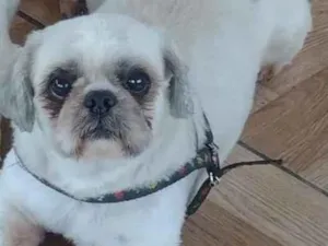 Cachorro raça Shitzu idade 6 ou mais anos nome Lincoln 