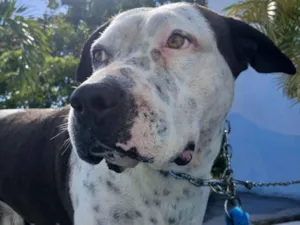 Cachorro raça Pit-Bull idade 6 ou mais anos nome Kink