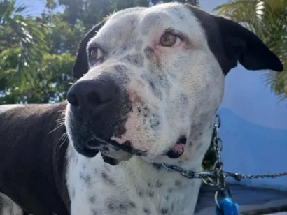 Cachorro raça Pit-Bull idade 6 ou mais anos nome Kink
