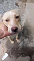 Caramelo
