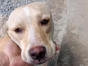 Cachorro raça SRD-ViraLata idade 7 a 11 meses nome Caramelo
