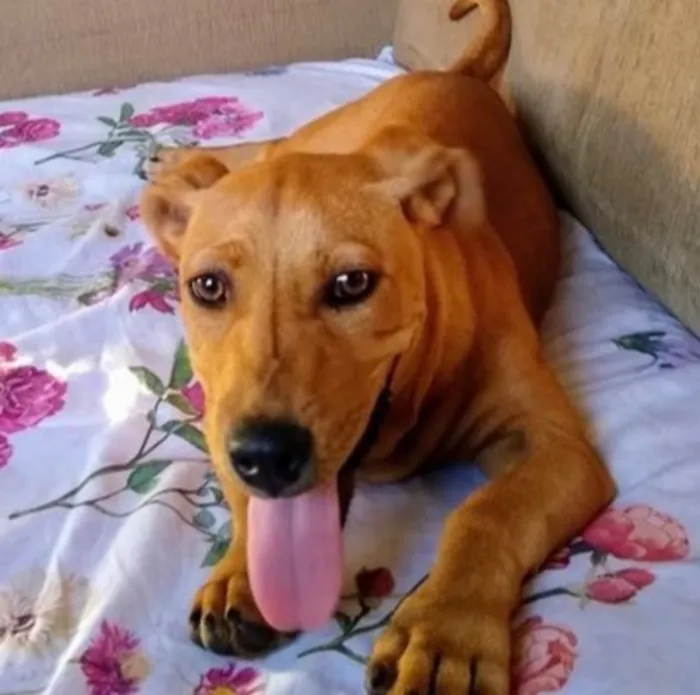 Cachorro raça SRD-ViraLata idade 1 ano nome Mel