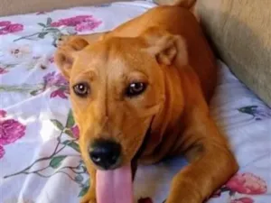 Cachorro raça SRD-ViraLata idade 1 ano nome Mel