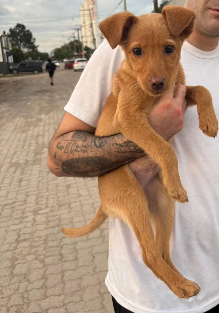 Cachorro raça SRD-ViraLata idade 2 a 6 meses nome Jujuba 