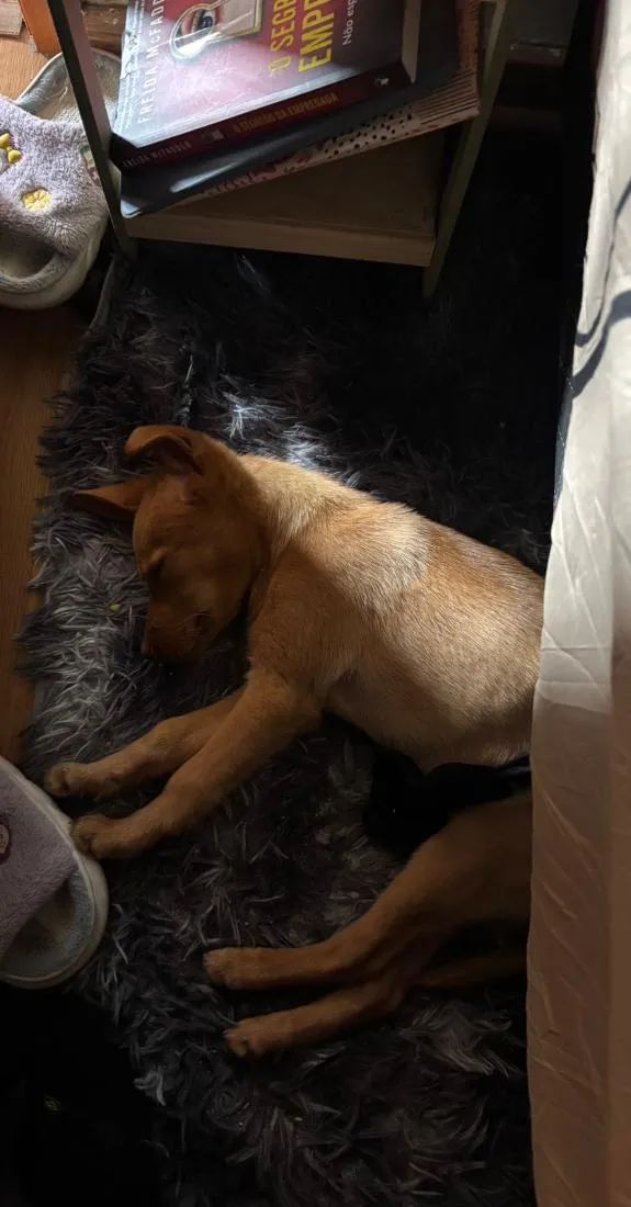 Cachorro raça SRD-ViraLata idade 2 a 6 meses nome Jujuba 