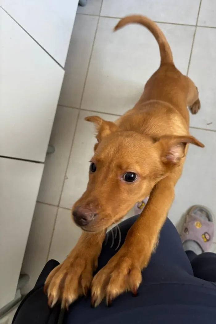 Cachorro raça SRD-ViraLata idade 2 a 6 meses nome Jujuba 