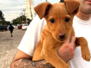 Cachorro raça SRD-ViraLata idade 2 a 6 meses nome Jujuba 