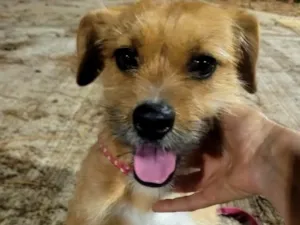 Cachorro raça SRD-ViraLata idade 1 ano nome Carlota