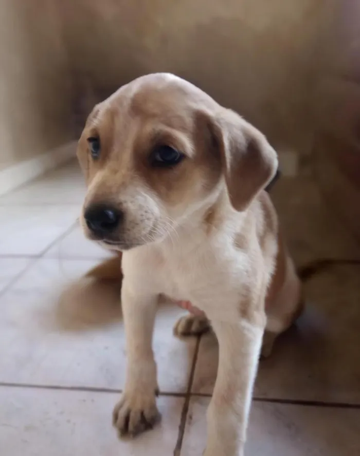 Cachorro raça SRD-ViraLata idade Abaixo de 2 meses nome chorona