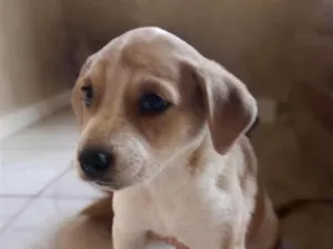 Cachorro raça SRD-ViraLata idade Abaixo de 2 meses nome chorona