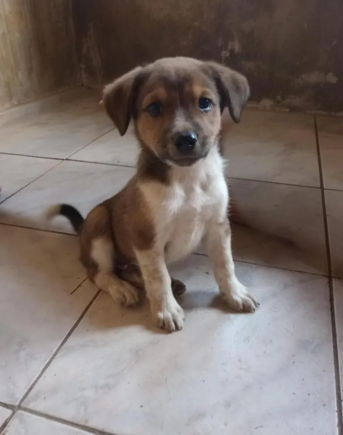 Cachorro raça SRD-ViraLata idade Abaixo de 2 meses nome zoro