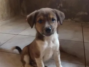 Cachorro raça SRD-ViraLata idade Abaixo de 2 meses nome zoro