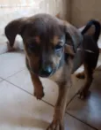 tigrão 