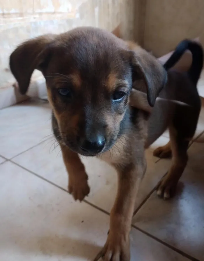 Cachorro raça SRD-ViraLata idade Abaixo de 2 meses nome tigrão 