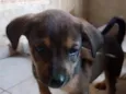 tigrão 