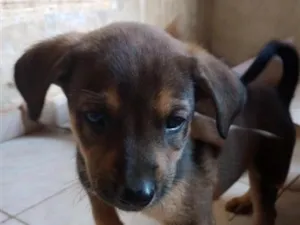 Cachorro raça SRD-ViraLata idade Abaixo de 2 meses nome tigrão 