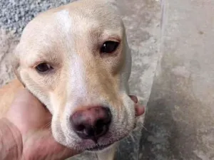 Cachorro raça SRD-ViraLata idade 7 a 11 meses nome Caramelo