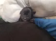 tico