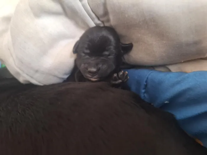 Cachorro raça SRD-ViraLata idade Abaixo de 2 meses nome tico