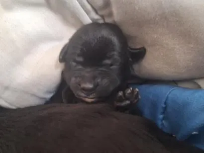 Cachorro raça SRD-ViraLata idade Abaixo de 2 meses nome tico