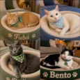 Gatinhos 