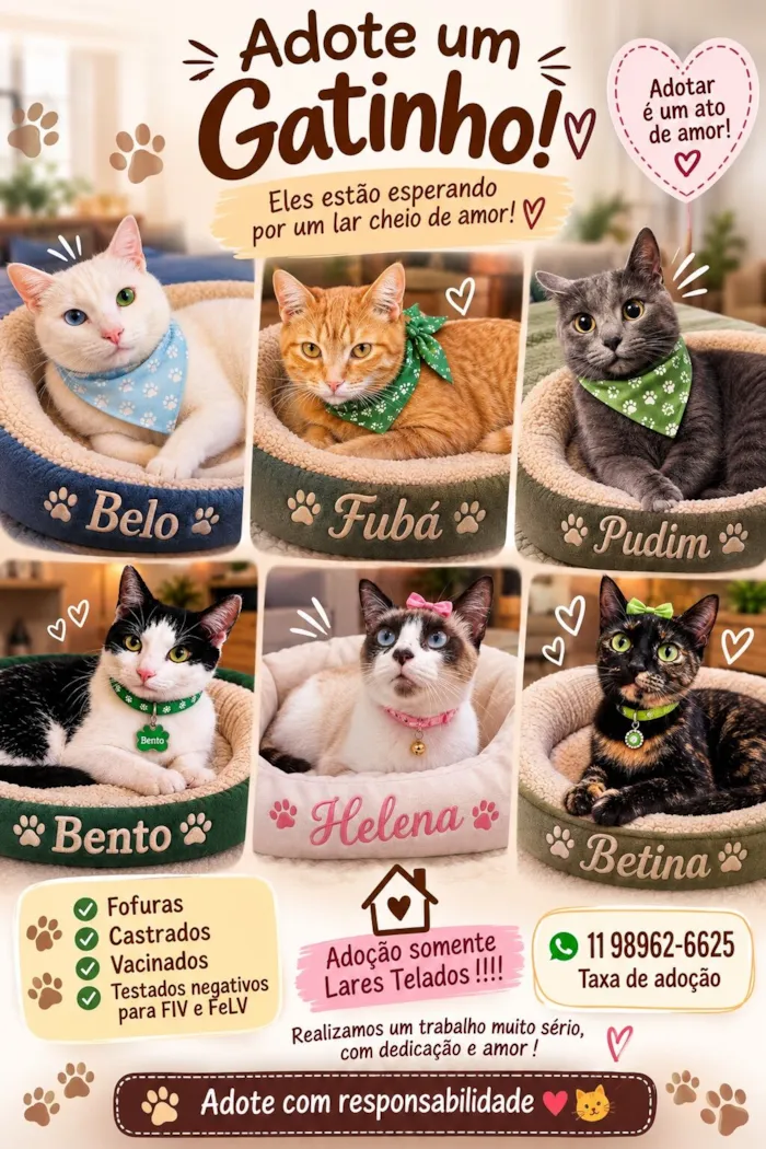 Gato raça SRD-ViraLata idade 2 anos nome Gatinhos 