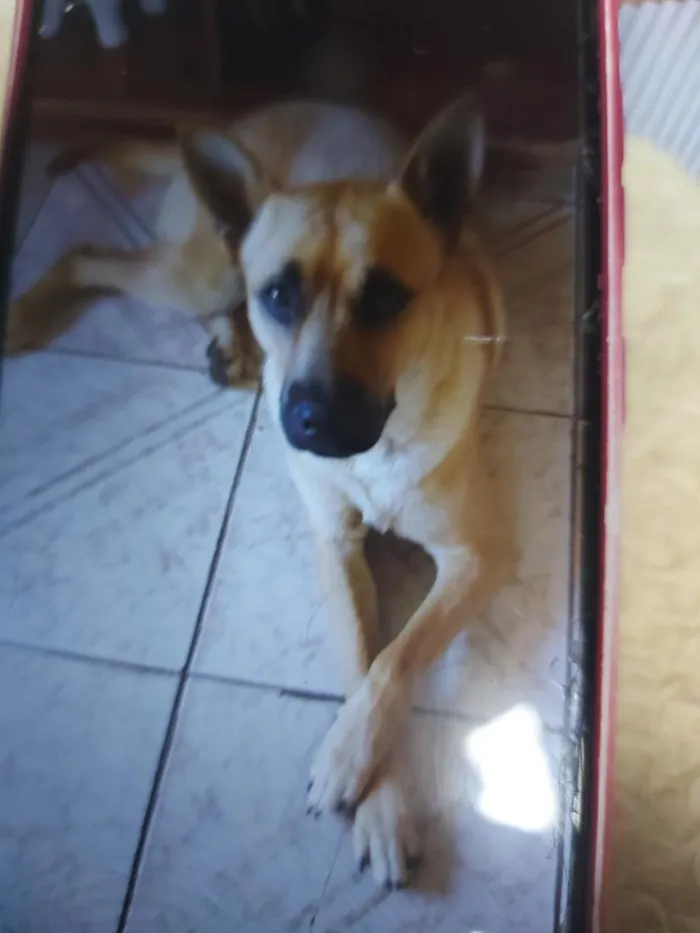 Cachorro raça SRD-ViraLata idade 5 anos nome Toby