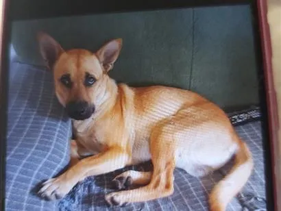 Cachorro raça SRD-ViraLata idade 5 anos nome Toby