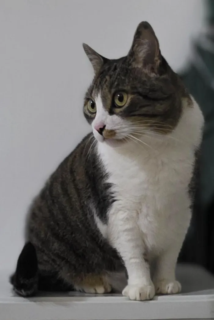 Gato raça SRD-ViraLata idade 6 ou mais anos nome Fofucho