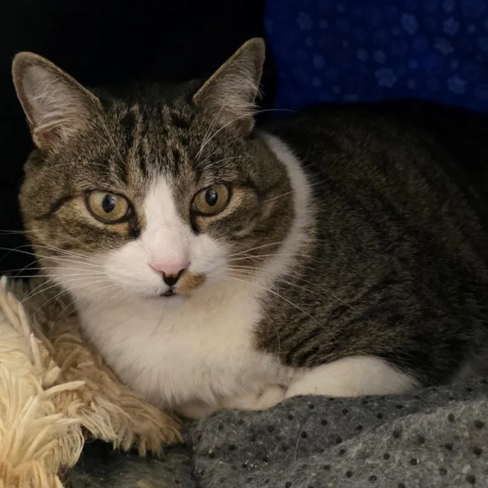 Gato raça SRD-ViraLata idade 6 ou mais anos nome Fofucho