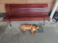 Pitoco Caramelo 