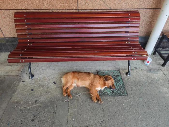 Cachorro raça SRD-ViraLata idade 2 anos nome Pitoco Caramelo 
