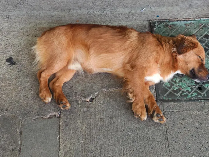 Cachorro raça SRD-ViraLata idade 2 anos nome Pitoco Caramelo 