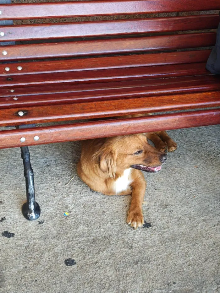Cachorro raça SRD-ViraLata idade 2 anos nome Pitoco Caramelo 