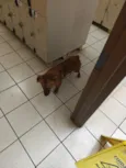 Pitoco Caramelo 