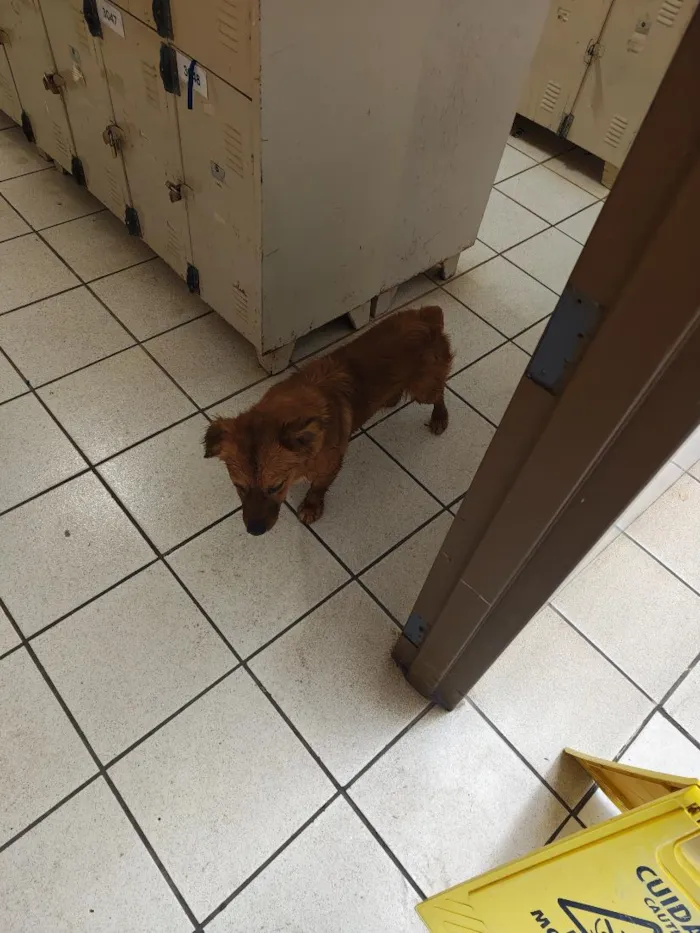 Cachorro raça SRD-ViraLata idade 2 anos nome Pitoco Caramelo 