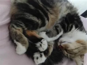 Gato raça SRD-ViraLata idade 4 anos nome Vick