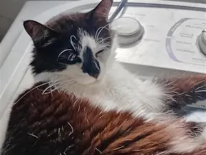 Gato raça SRD-ViraLata idade 4 anos nome Charlotte