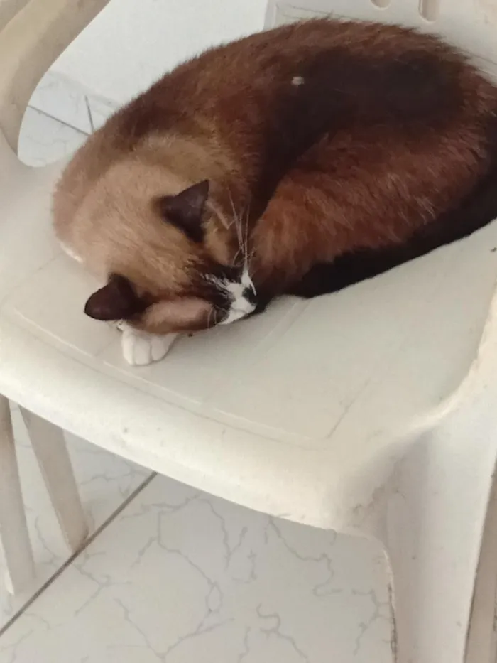 Gato raça SRD-ViraLata idade 4 anos nome Thor