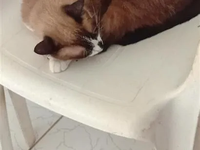 Gato raça SRD-ViraLata idade 4 anos nome Thor