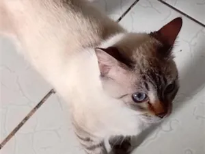 Gato raça SRD-ViraLata idade 4 anos nome Puma