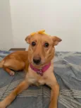 Melinha